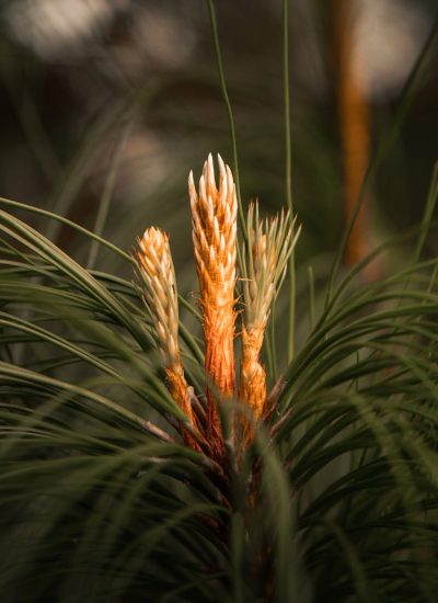 pine, needles, nature, plant, spring, sprout, natural textures, forest, samsung wallpaper, iphone wallpaper, detail, floral background, mobile wallpaper, lock screen wallpaper, wallpaper, macro, agriculture, phone wallpaper, outdoor, ipad wallpaper, fresh, environment, mobile wallpaper 4k, shades of green, natural beauty, beautiful wallpaper, landscape