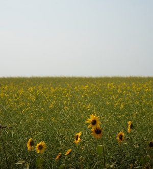 sunflowers, flowers, field, flower wallpaper, plants, petals, flower background, bloom, beautiful flowers, blossom, nature, greenery, outdoors, landscape, agriculture, soft light, wildflowers, summer