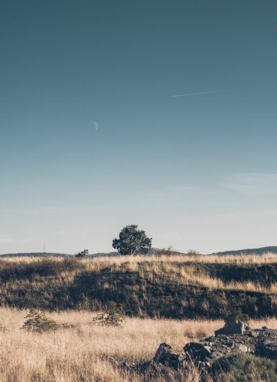 A tranquil landscape of a dry meadow under a clear blue sky, featuring lone tree and gentle hills.